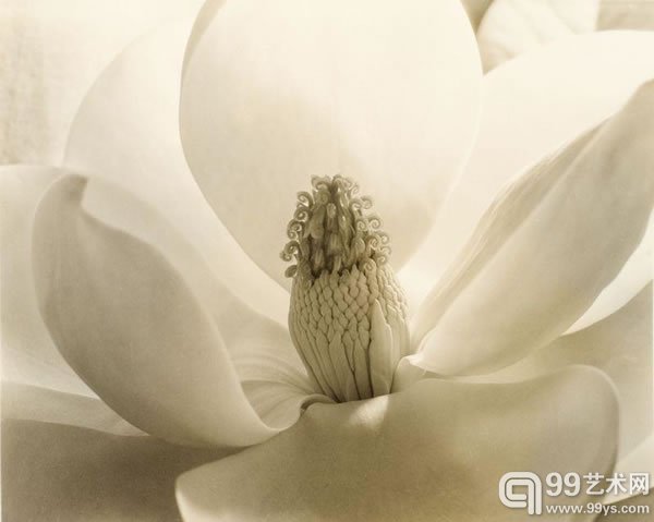 伊莫金·坎宁安（Imogen Cunningham）作品《Magnolia Blossom》（1925）